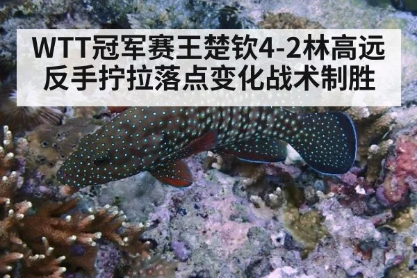 WTT冠军赛王楚钦4-2林高远反手拧拉落点变化战术制胜
